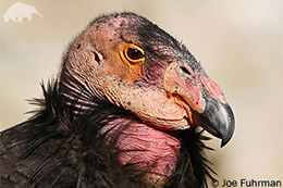 California Condor