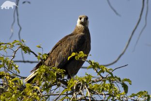 Madagascar Fish-eagle