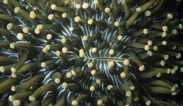 Fungi or Mushroom coral (Heliofungia actiniformis) resembles Sea anemone but is a solitary hard coral ot atached to the substrate, Papua New Guinea
