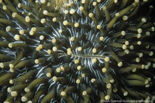 Fungi or Mushroom coral (Heliofungia actiniformis) resembles Sea anemone but is a solitary hard coral ot atached to the substrate, Papua New Guinea