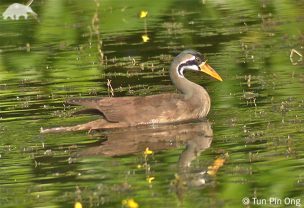 Masked Finfoot