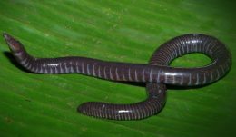 Victoria caecilian