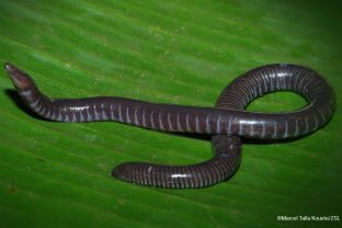 Victoria caecilian