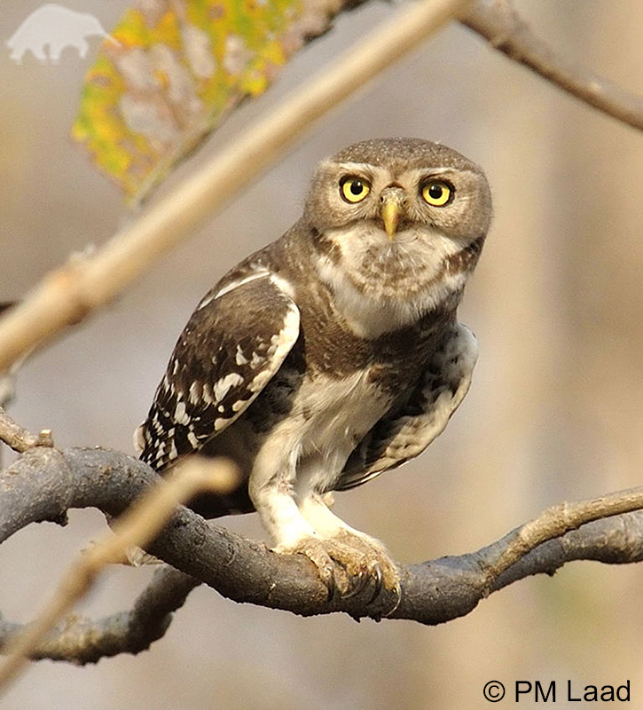 Forest Owlet | Heteroglaux blewitti