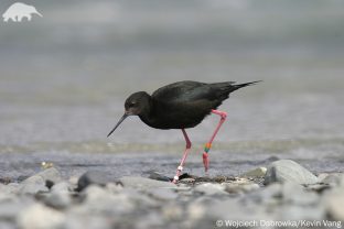 Black Stilt