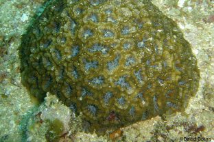 Blister coral, Horastrea indica is a massive colonial coral species that is only found in the Western Indian Ocean on tropical reef systems off the coasts of countries such as Mozambique, Tanzania, Madagascar.