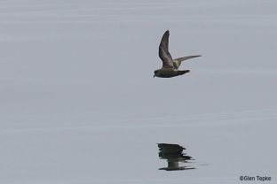 Ashy Storm-petrel