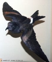 Guadalupe Storm-petrel