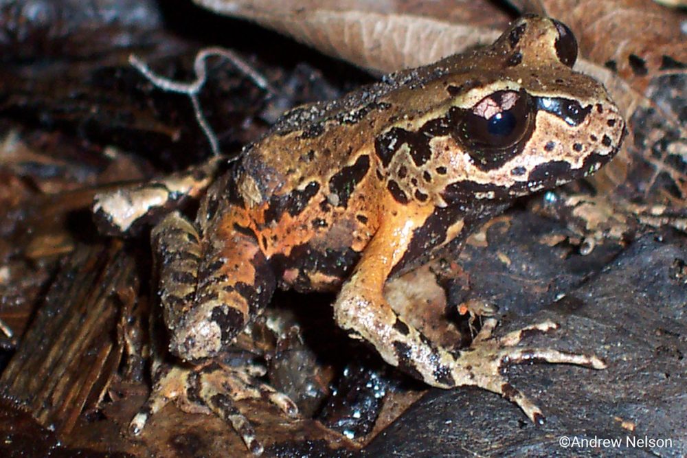 Archey's Frog  Leiopelma archeyi