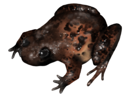 Leptodactylodon axillaris ©Amybruninganimation.com