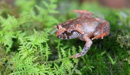 Leptolalax botsfordi, Botsford's leaf-litter frog