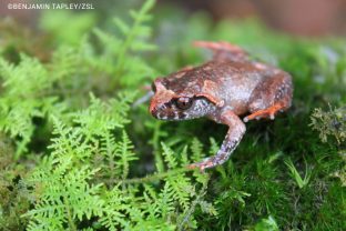 Leptolalax botsfordi, Botsford's leaf-litter frog