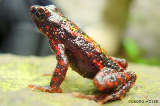 Bleeding toad, Leptophryne cruentata