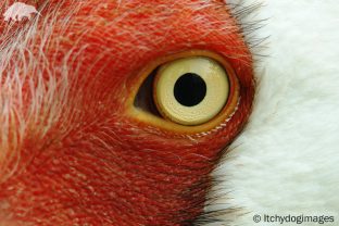 Siberian Crane