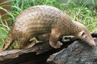 Philippine Pangolin