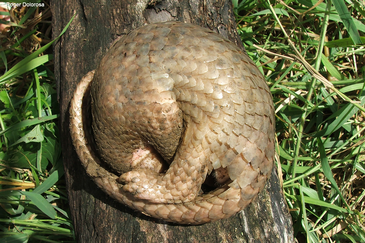 Philippine Pangolin | Manis culionensis