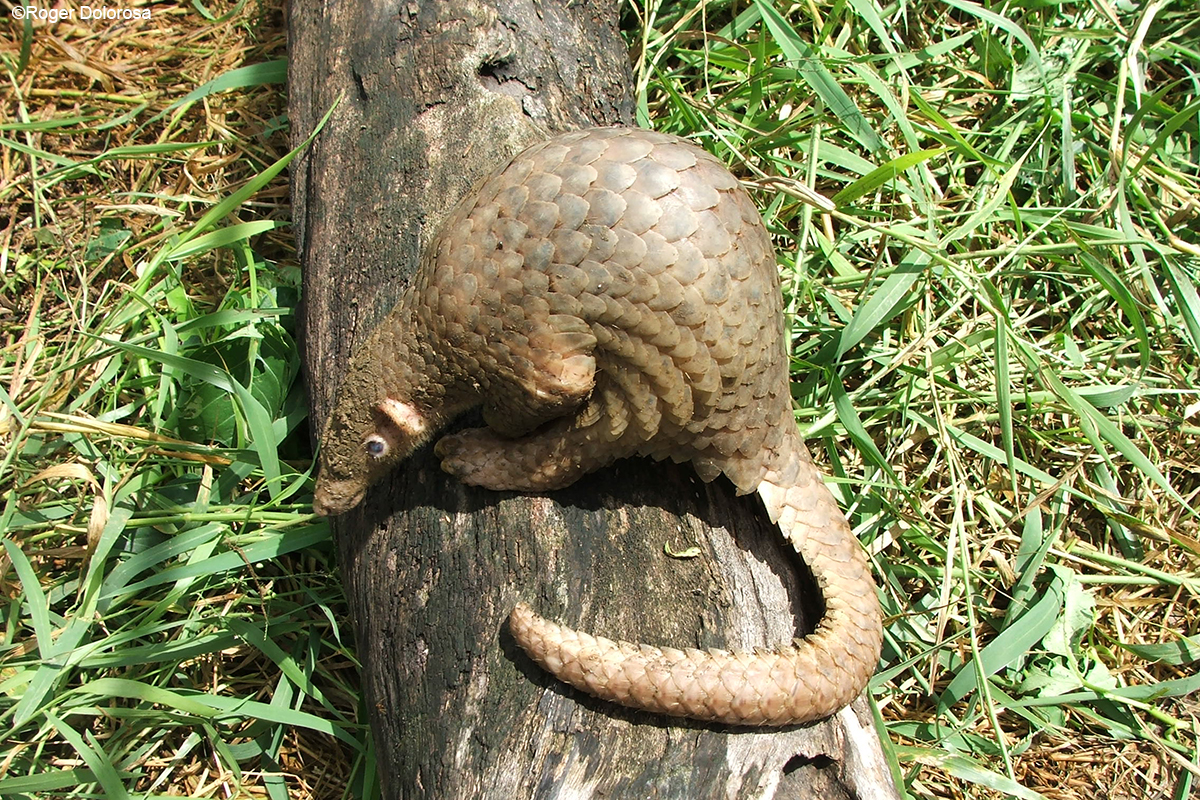 Philippine Pangolin | Manis culionensis