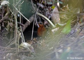 Stresemann's Bristlefront