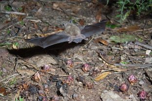 New Zealand Lesser Short-tailed Bat