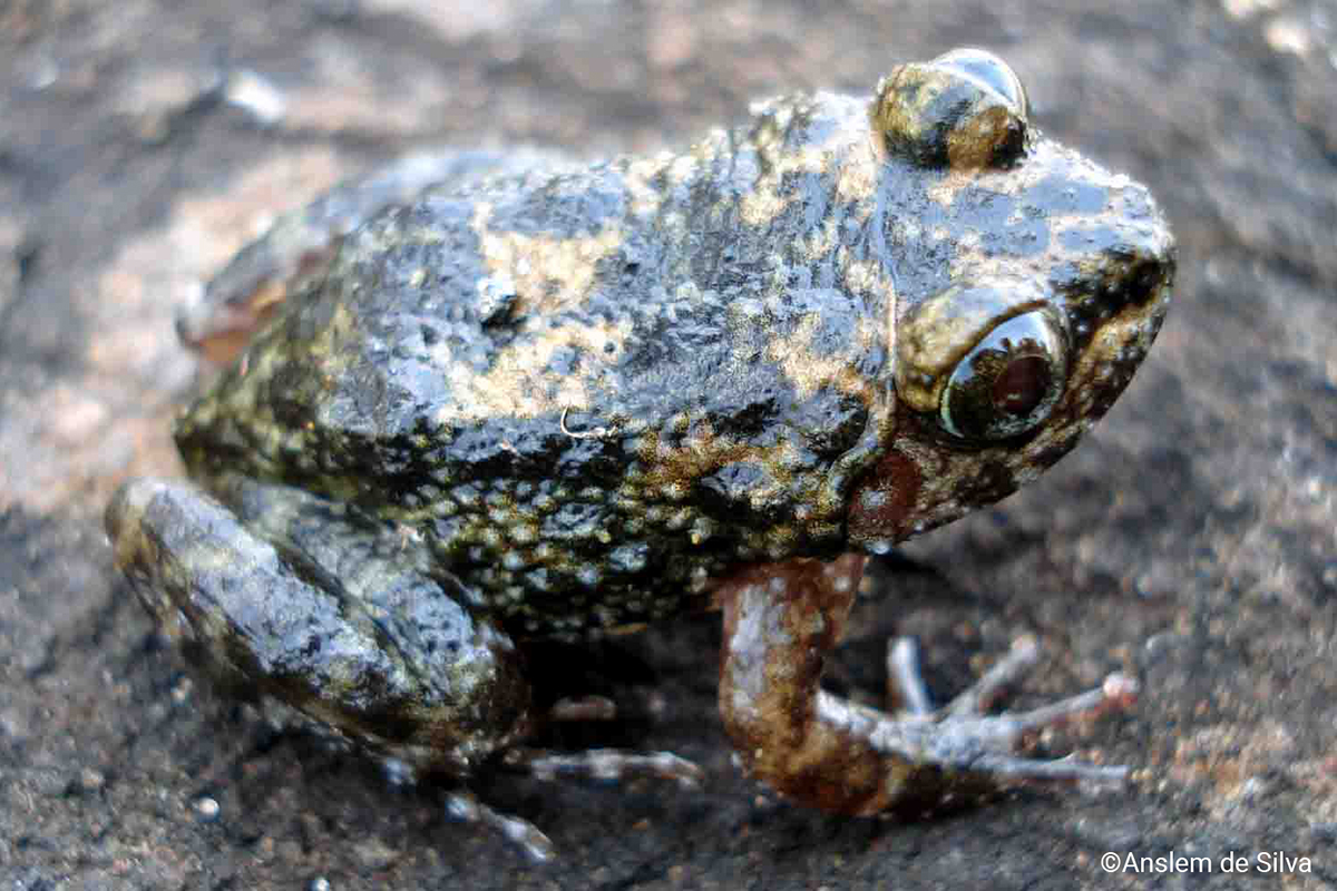 Kirthisinghe’s Rock Frog | Nannophrys marmorata