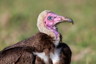 Hooded Vulture