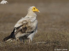 Egyptian Vulture