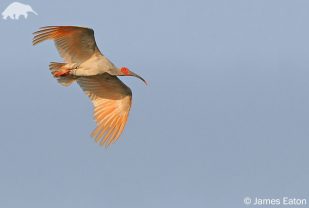 Asian Crested Ibis