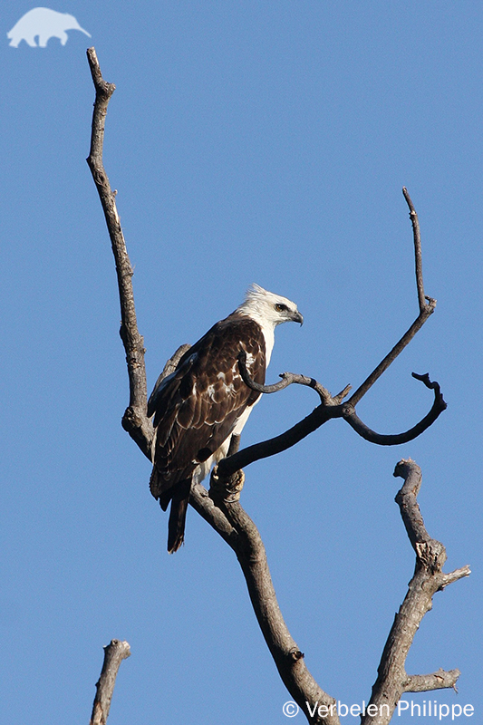 Flores Hawk Eagle Nisaetus Floris