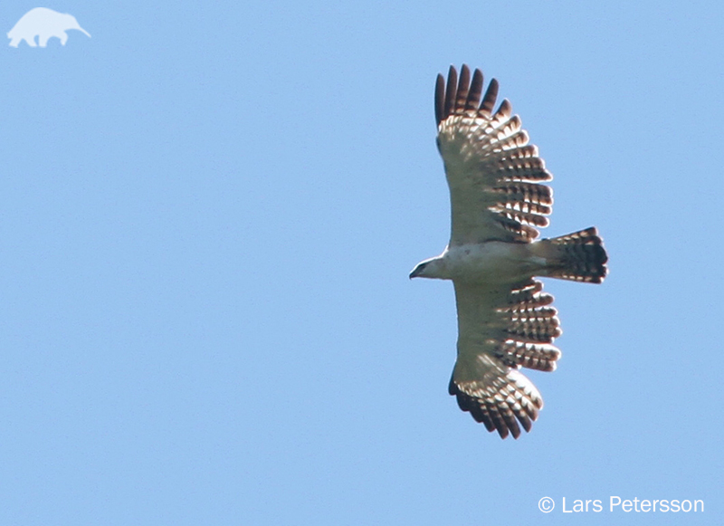 Flores Hawk Eagle Nisaetus Floris