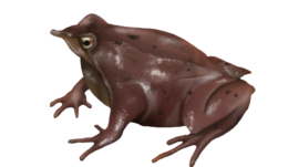 Northern Darwins frog ©Amybruninganimation.com