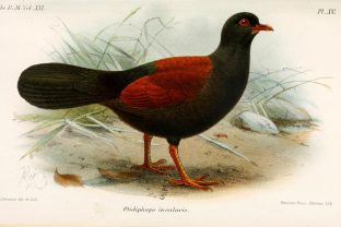 Black-naped Pheasant-pigeon