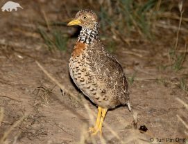 Plains-wanderer