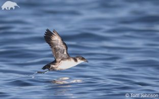 Peruvian Diving-petrel