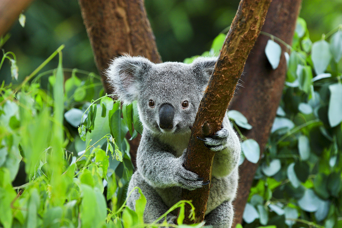 Koala Phascolarctos cinereus