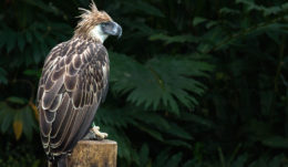 Philippine eagle