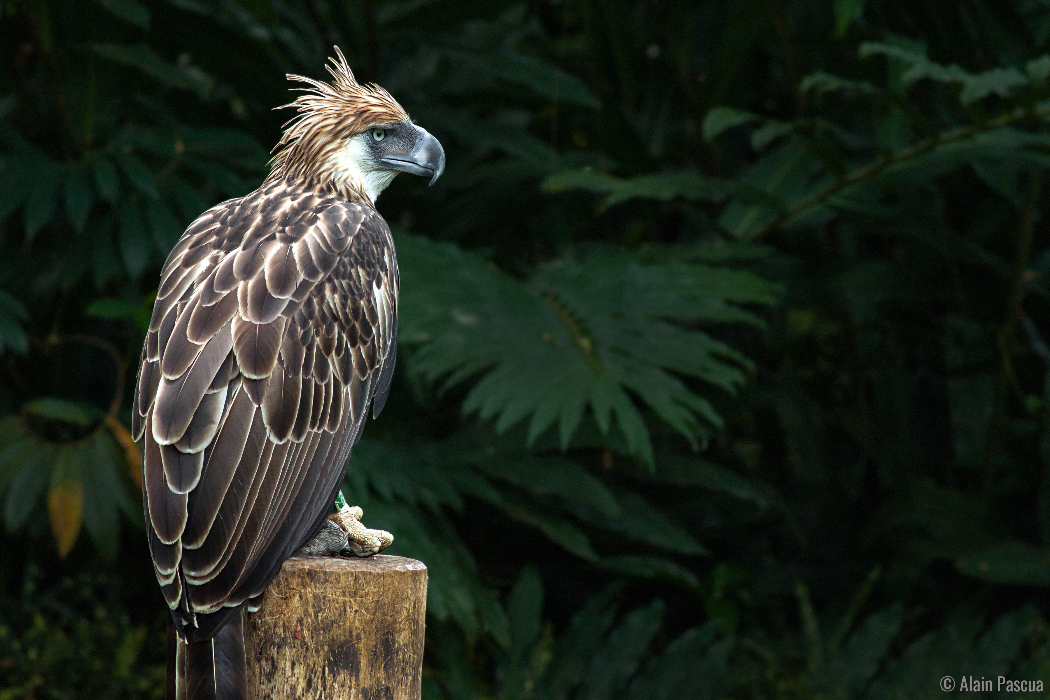 Philippine Eagle Pithecophaga Jefferyi