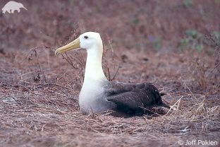 Waved Albatross