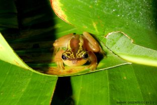Golden tree frog, Phytotriades auratus