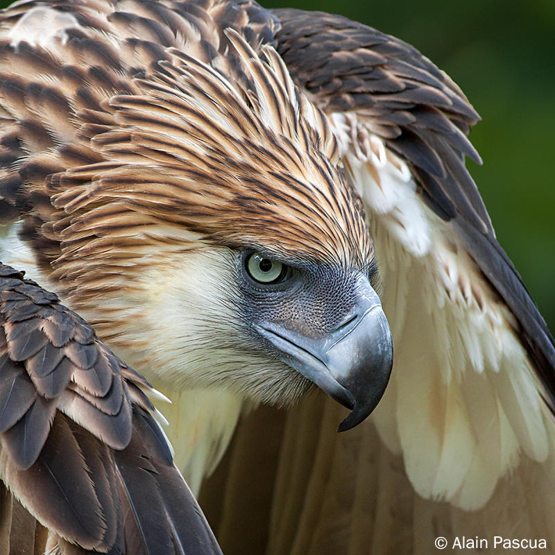 Philippine eagle