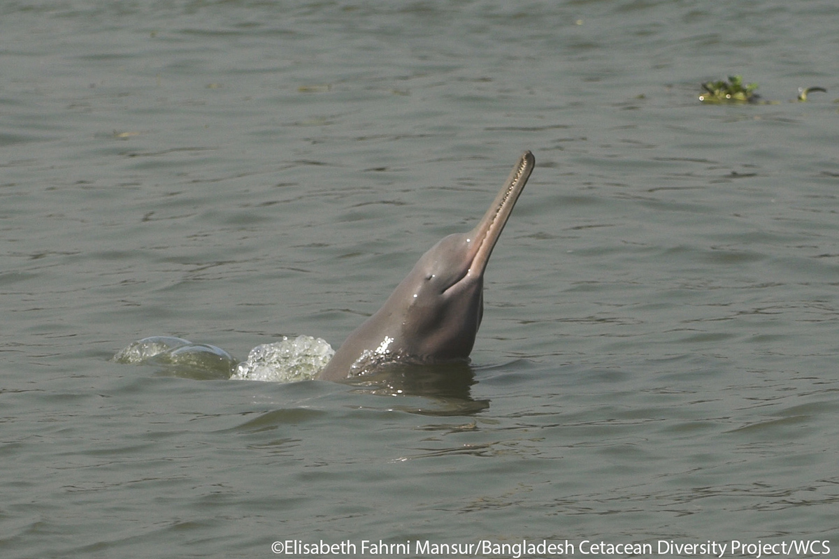 gangetic dolphin endangered
