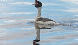 Hooded Grebe (Podiceps gallardoi)