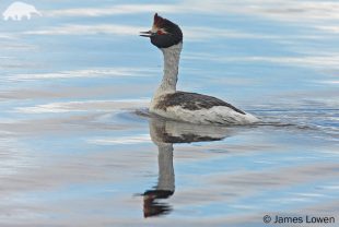 Hooded Grebe (Podiceps gallardoi)