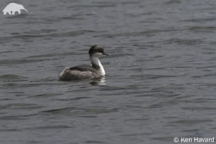 Junin Grebe