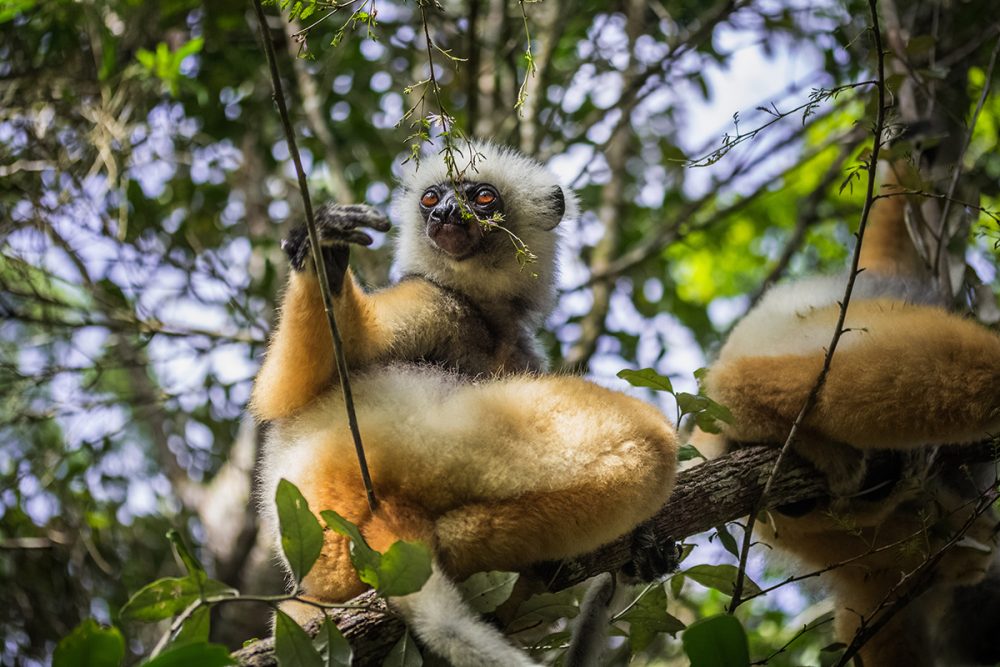 Diademed Sifaka | Propithecus diadema