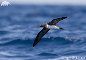 Beck's Petrel