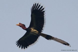 Helmeted Hornbill