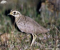 Jerdon's Courser