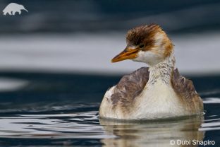 Titicaca Grebe