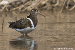 Australian Painted-snipe