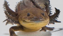 Ambystoma lermaense, Lake Lerma salamander